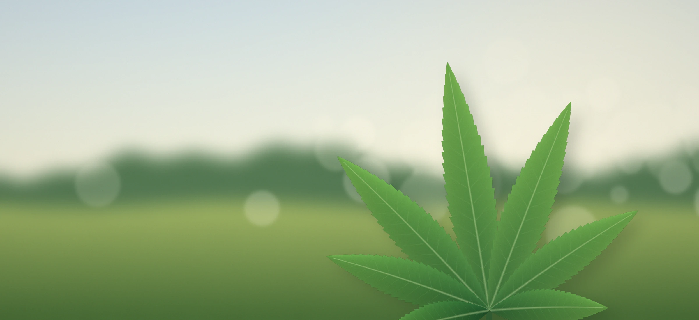 A single cannabis leaf in soft morning light over a meadow
